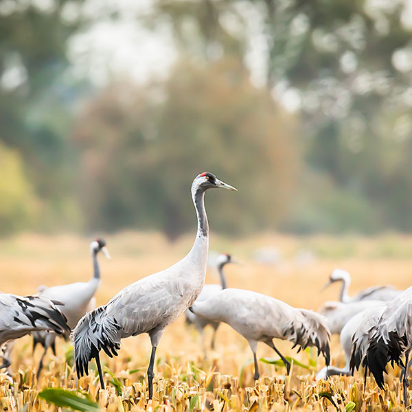 Common Crane (Grus Grus)