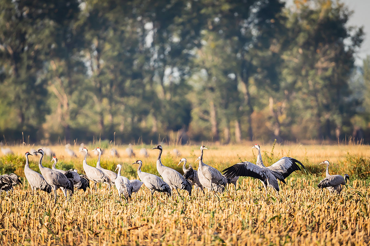 Common Crane (Grus Grus)