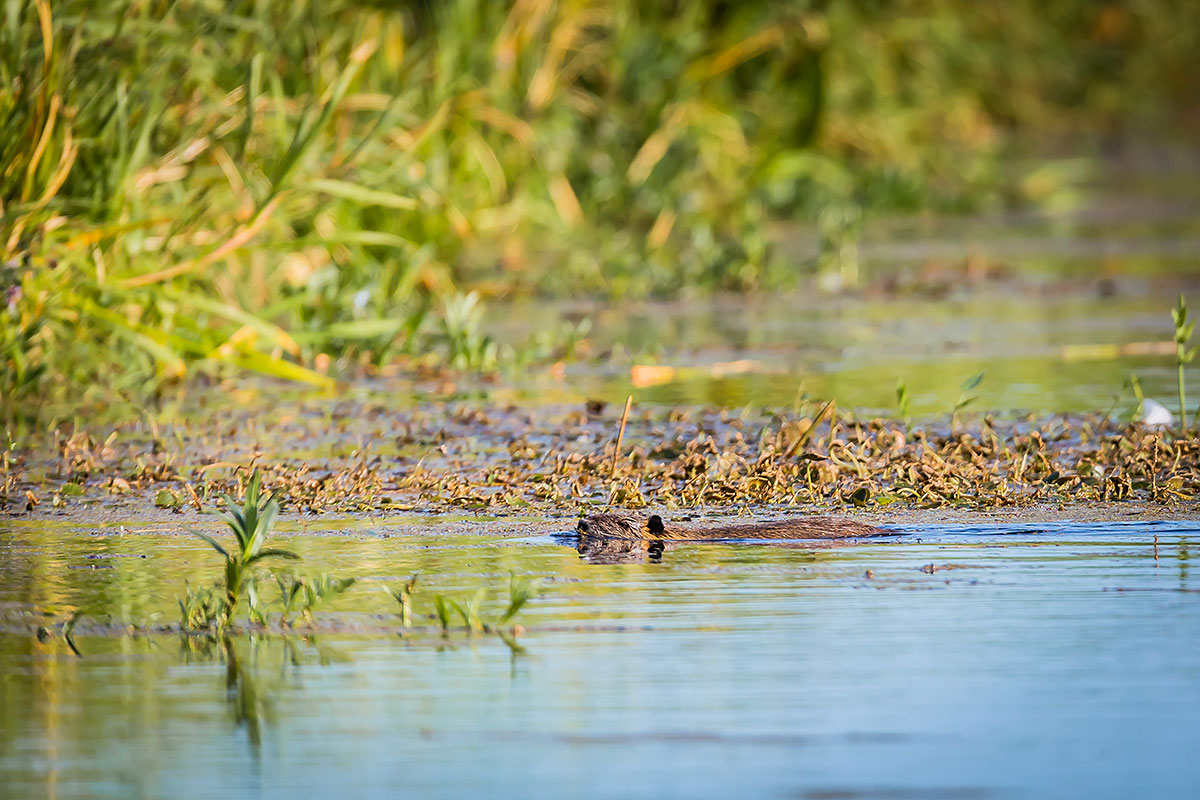 Eurasian Beaver (Castor Fiber)