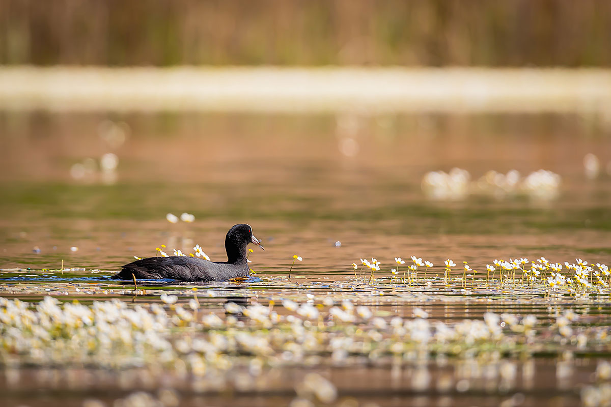Eurasian Coot (Fulica Atra)