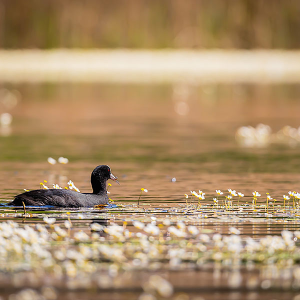 Eurasian Coot (Fulica Atra)