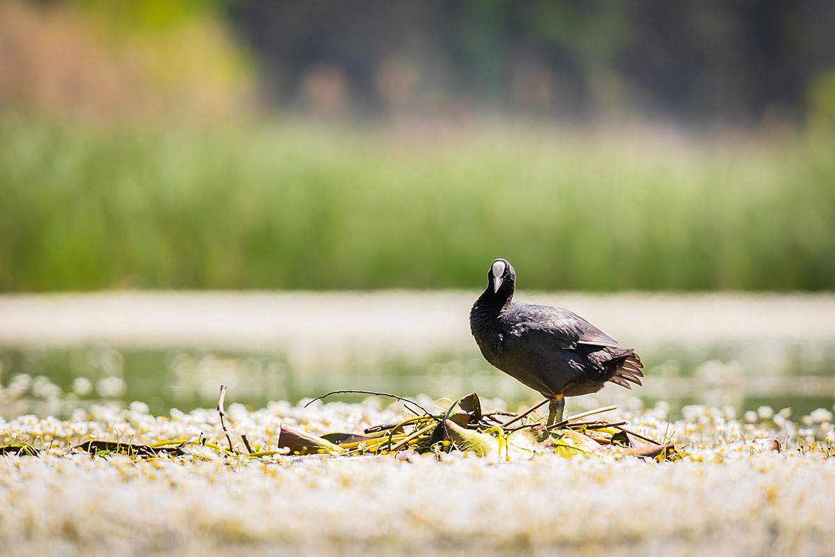 Eurasian Coot (Fulica Atra)