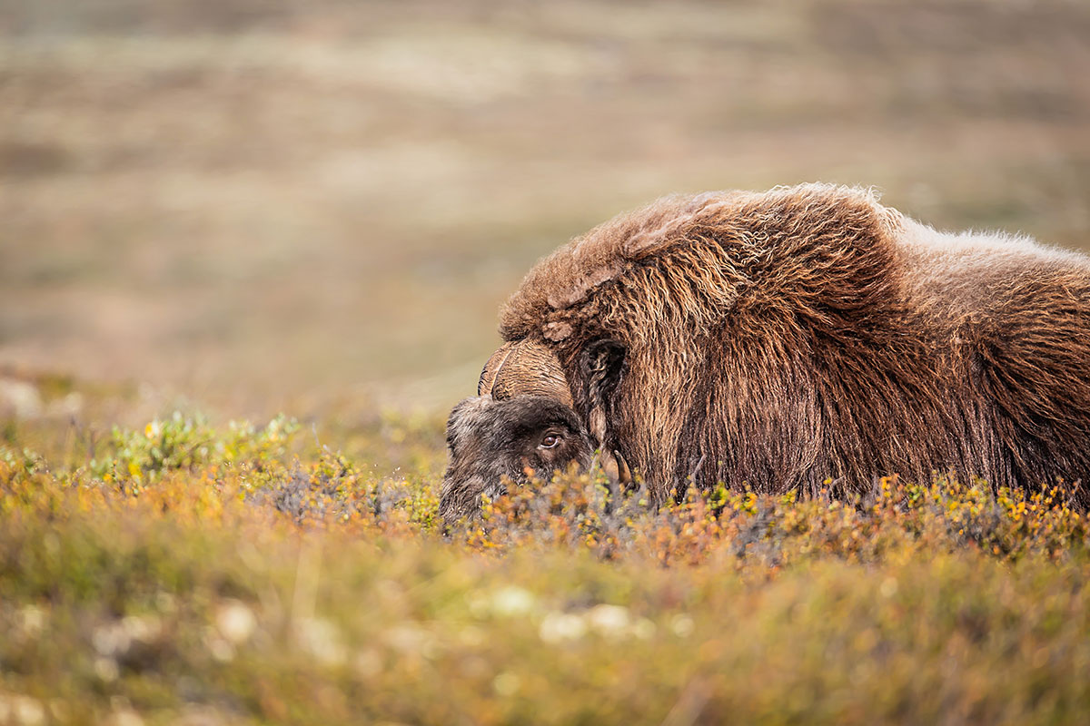 Musk Ox (Ovibos Moschatus)