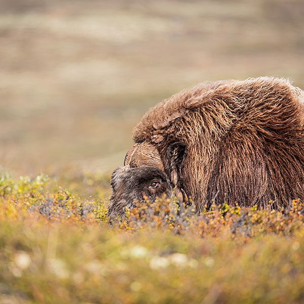Musk Ox (Ovibos Moschatus)