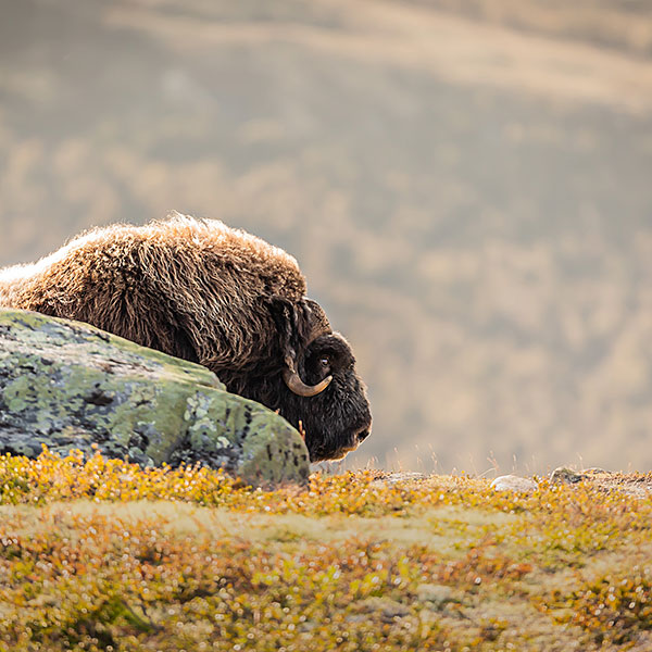 Musk Ox (Ovibos Moschatus)