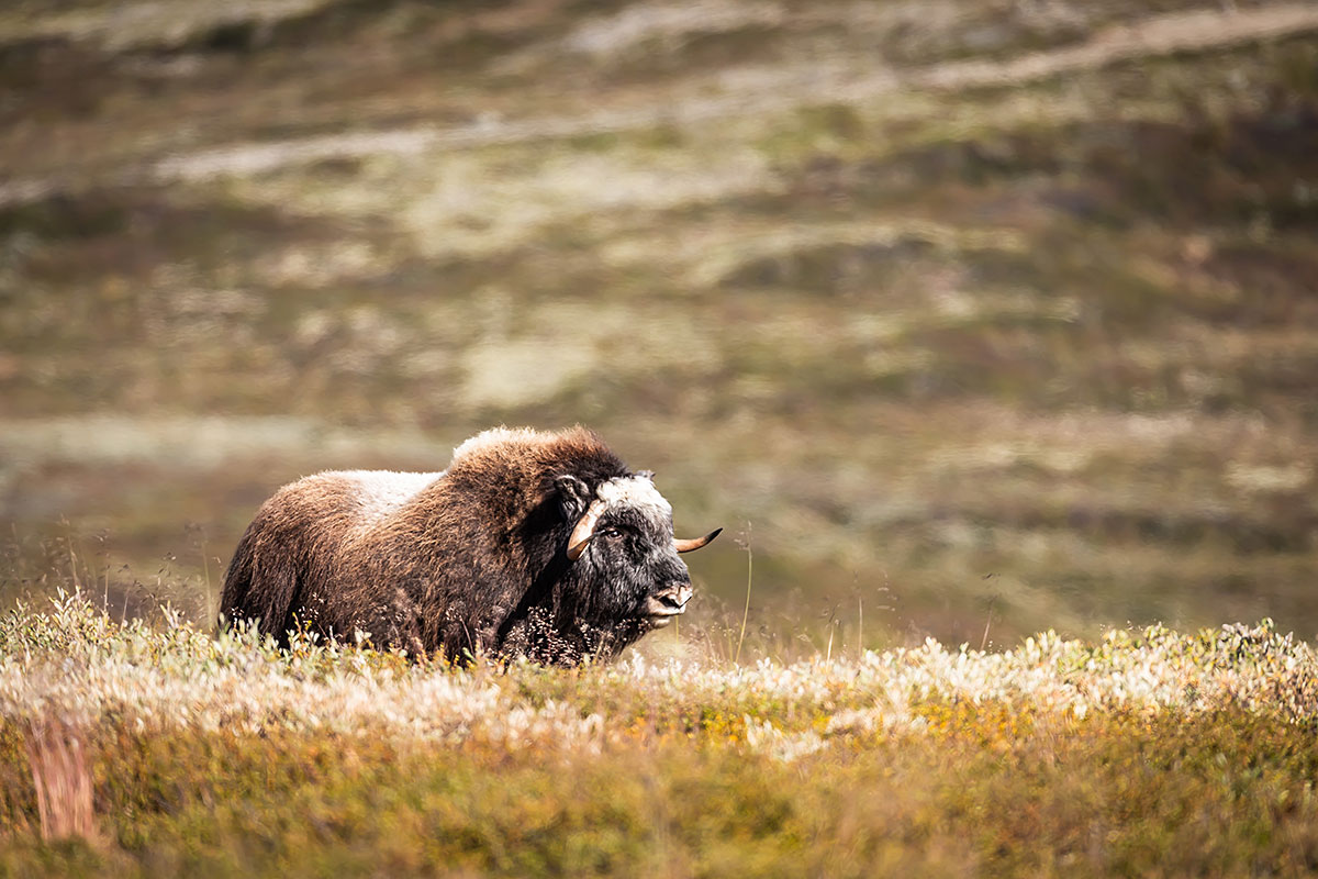 Musk Ox (Ovibos Moschatus)