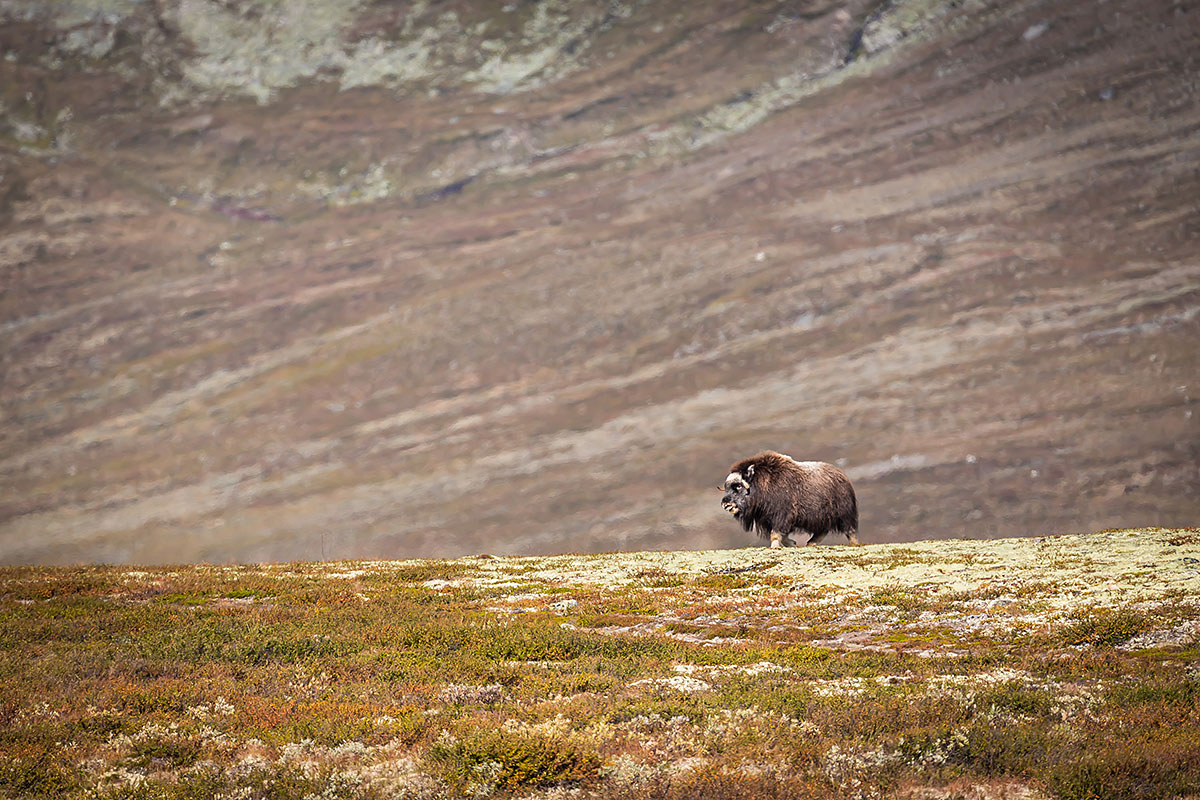 Musk Ox (Ovibos Moschatus)