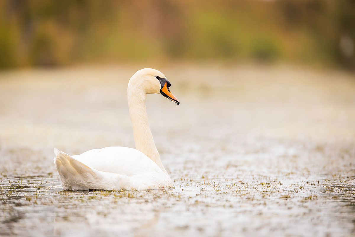 Mute Swan (Cygnus Olor)