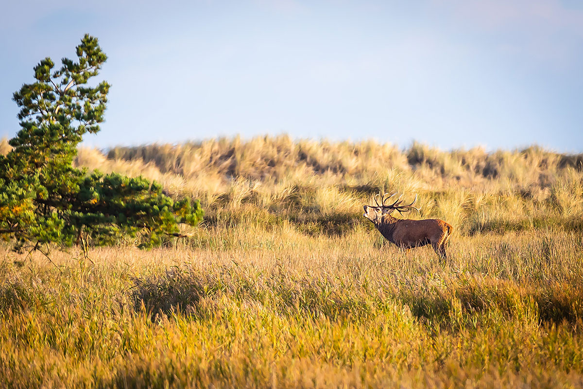 Red Deer (Cervus Elaphus)