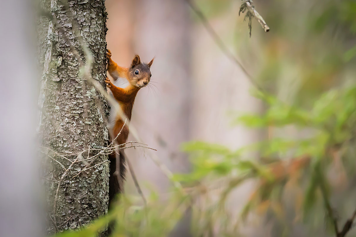 Red Squirrel (Sciurus Vulgaris)