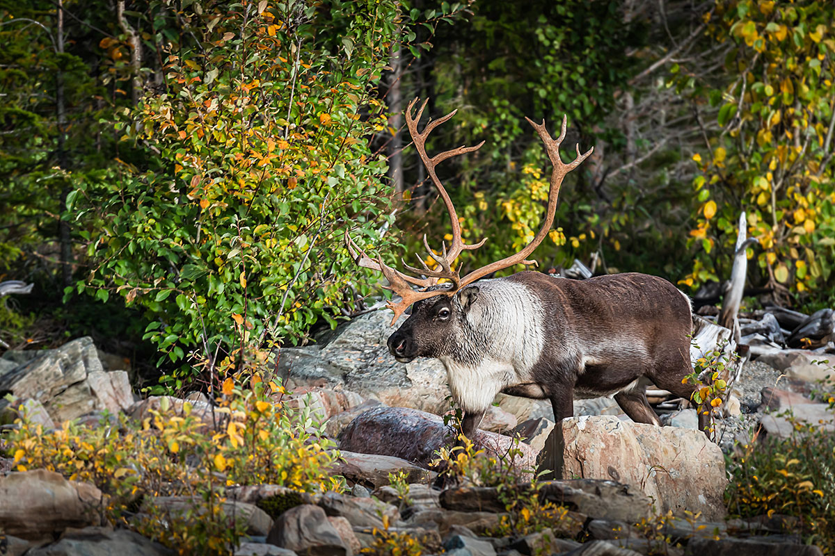 Reindeer (Rangifer Tarandus)