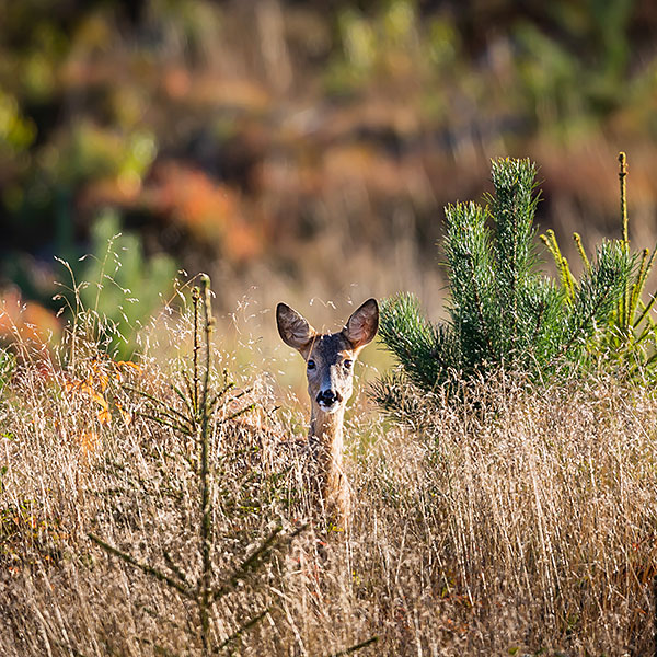Roe Deer (Capreolus Capreolus)