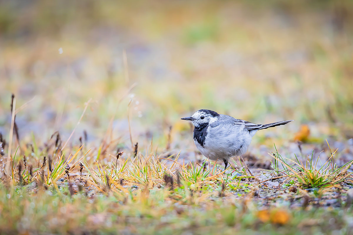 White Wagtail (Motacilla Alba)